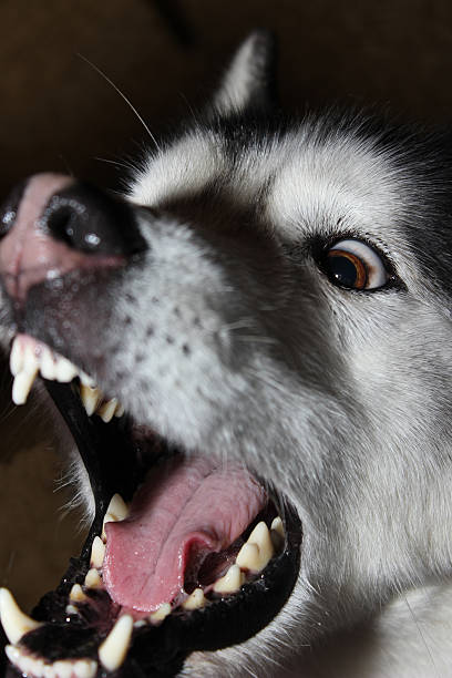 istock Siberian Husky with opened mouth 532023987