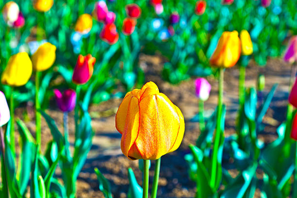 istock Spring field with blooming colorful tulips 532024225