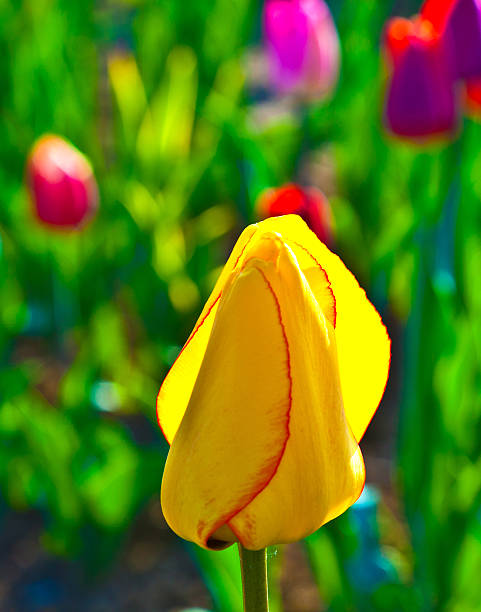 istock Spring field with blooming colorful tulips 532024231