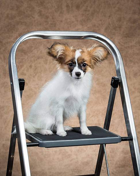 istock Papillon puppy sitting on a stepladder 532024801