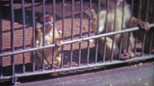 1968: Scenes of caged monkeys in different settings.