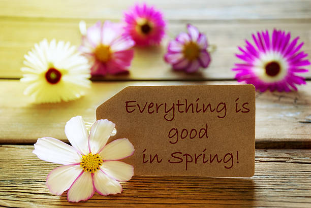 istock Label  Quote Everything Is Good In Spring With Cosmea Blossoms 532025187