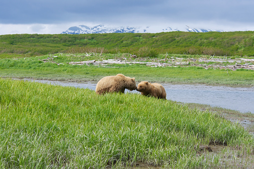 Two brown bears touching noses at McNeil River State Game Sanctuary, Alaska.