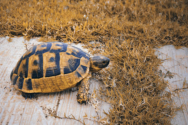 istock Little cute turtle in the green garss 532025593