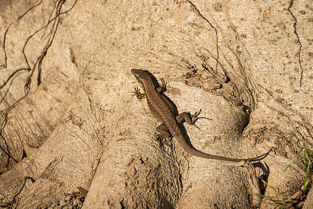 110点を超えるバイオスフィア2 素材のストックフォト、写真、そしてロイヤリティフリーの画像 iStock