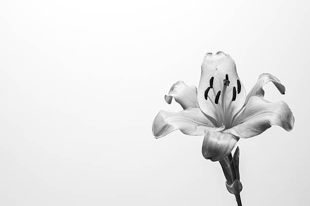 istock Black and White Flower Close Up 532026005