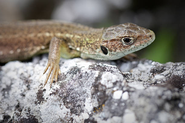istock Juvenile Green lizard, Slovak Karst, Kosice, Slovakia. 532026097