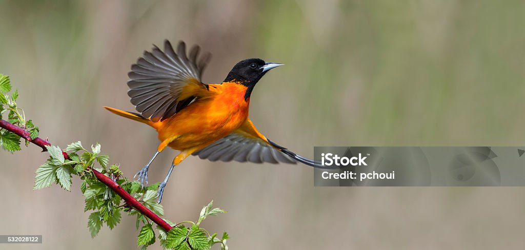 ボルチモアオリオール飛行中の、雄鳥、Icterus galbula - 鳥のロイヤリティフリーストックフォト