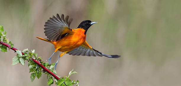 ボルチ��モアオリオール飛行中の、雄鳥、icterus galbula - birds in flight ストックフォトと画像