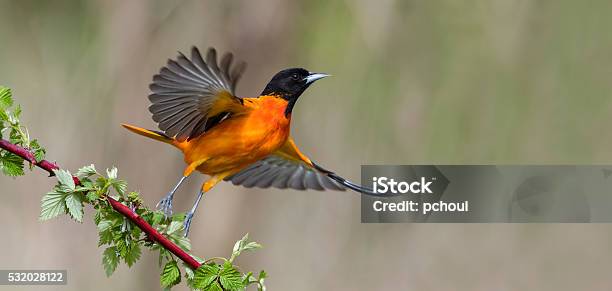 ボルチモアオリオール飛行中の雄鳥icterus Galbula - 鳥のストックフォトや画像を多数ご用意 - 鳥, 飛ぶ, バードウォッチング