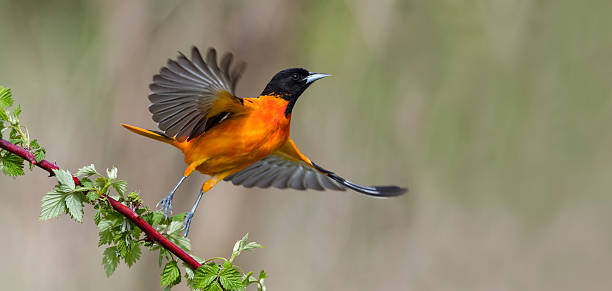 Baltimore Oriole in flight, male bird, Icterus galbula Baltimore Oriole taking off. Male bird in flight, Icterus galbula. Motion blur. taking off activity photos stock pictures, royalty-free photos & images