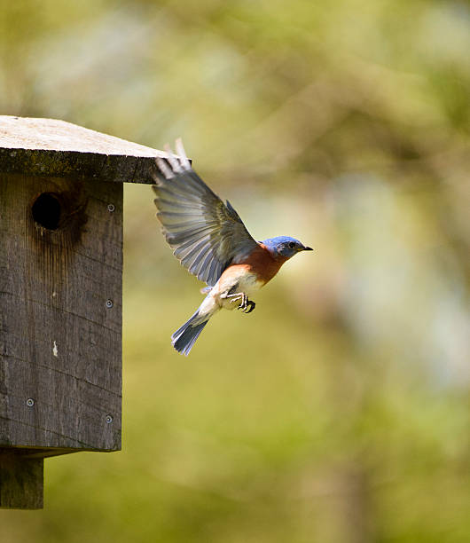 istock North American Male Bluebird in Flight Wings Fully Extended 532028208