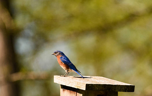 istock North American Male Bluebird Perched 532028220