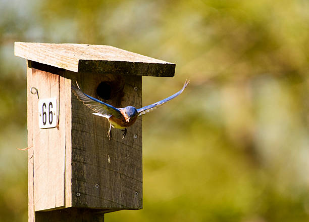 istock North American Male Bluebird Flying from Nesting Box 532028236