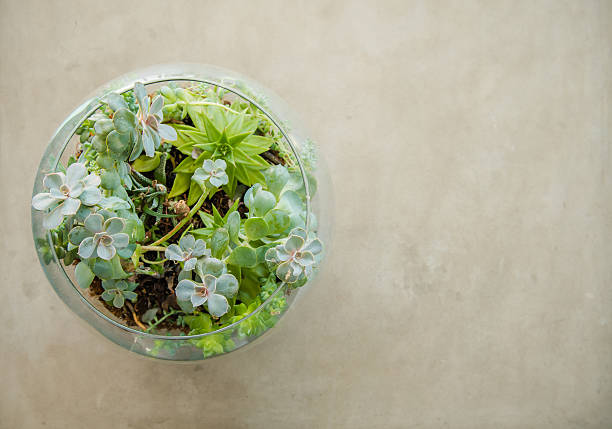 Table top plant decorative garden in a glass vase, view from above