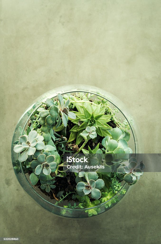 Table top plant decorative garden in a glass vase Table top plant decorative garden in a glass vase, view from above Terrarium Stock Photo