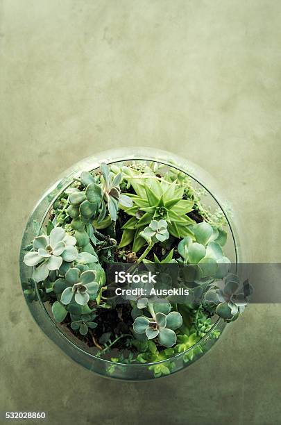 Table Top Plant Decorative Garden In A Glass Vase Stock Photo - Download Image Now - Terrarium, Flower Pot, High Angle View