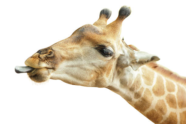 istock Head of Giraffes is on white background 532029846