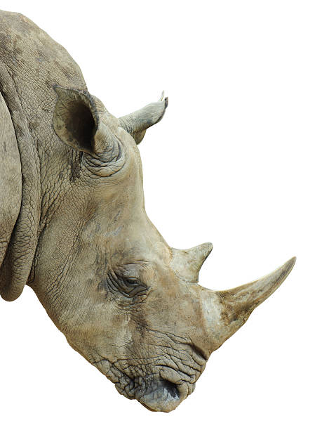 istock Head of rhinoceros is on white background with clipping path 532029918