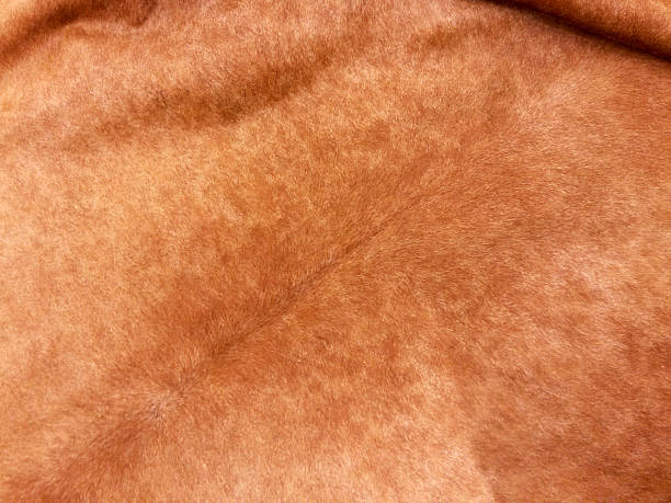 istock Animal Skin, Leather Background 532029956