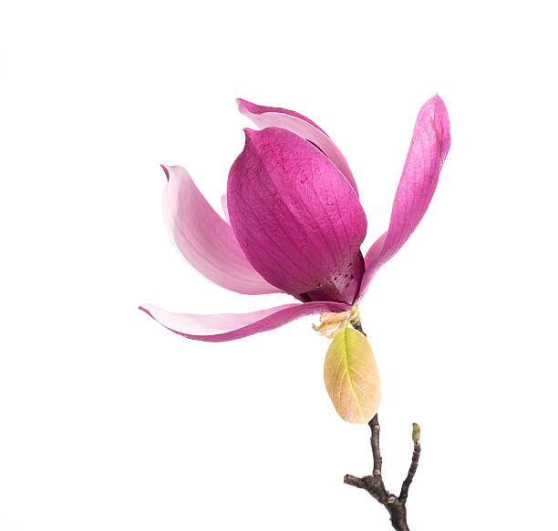 istock Pink magnolia flowers isolated on white background 532030068