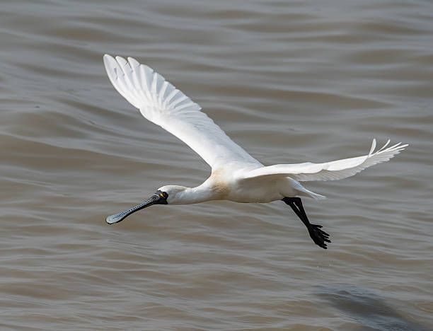 블랙힐스 단열재에 노랑부리저어새 in 센첸 china, - black faced spoonbill 뉴스 사진 이미지