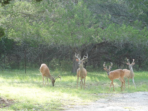 istock group of four young bucks deer in country 532030278