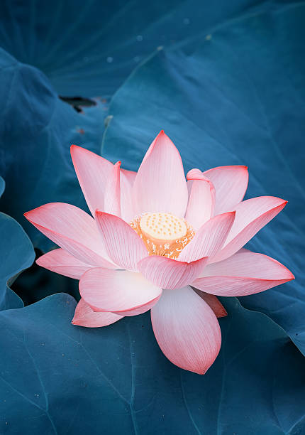 blooming lotus flower