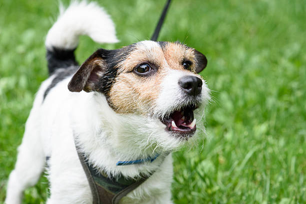 Cute barking dog not aggressive on leash Fluffy three color Jack Russell Terrier barking animal photos stock pictures, royalty-free photos & images