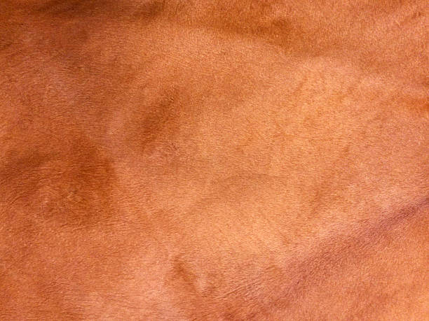 istock Animal Skin, Leather Background 532030722