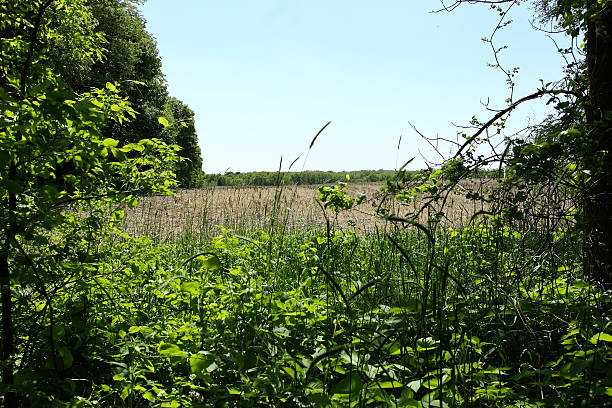 ultimi anni di mais - agrigulture foto e immagini stock