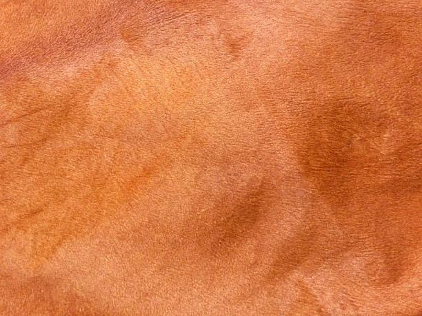 istock Animal Skin, Leather Background 532031312