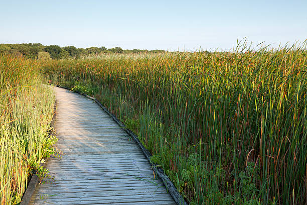 istock Point Pelee National Park Sunrise 532032616