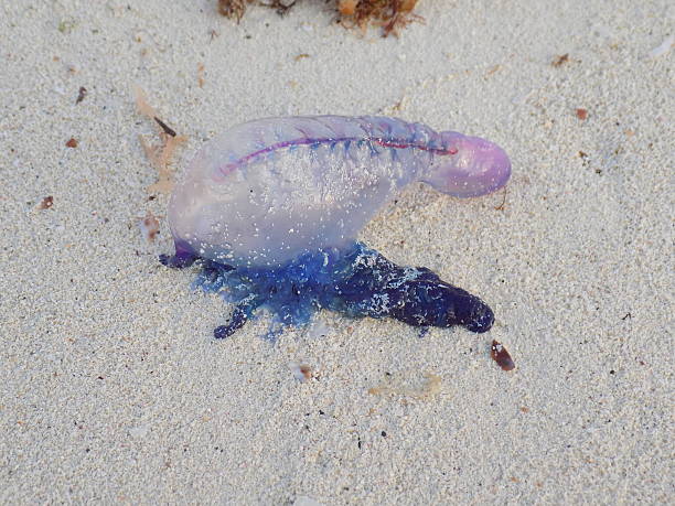 istock Jelly Fish on the sand Blue and Purple 532033802