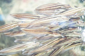 unterwasserwelt-fisch.jpg?b=1&s=170x170&k=20&c=rKLcqJCkSatV7yv0VZUfisK5vlnZ9Jy5N_RcpGkCQYw=
