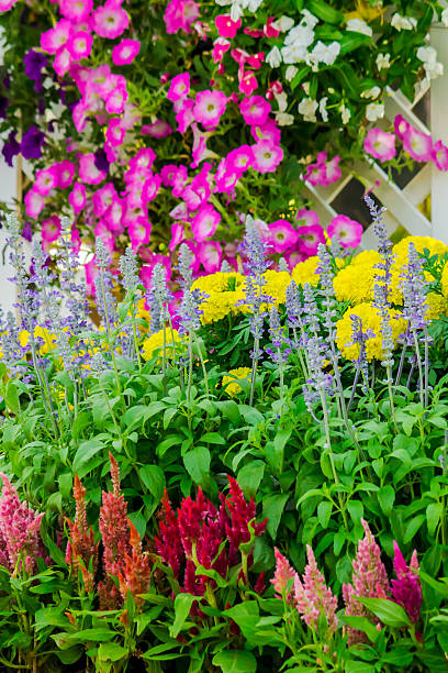 istock Beautiful flower garden on summer. 532034008