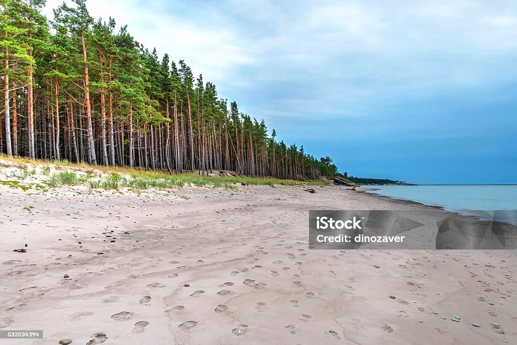 Endlosen Küstenlinie mit Wald - Lizenzfrei Abwesenheit Stock-Foto