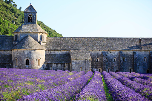 world famous Abbey Senanque and blooming Lavender field, France