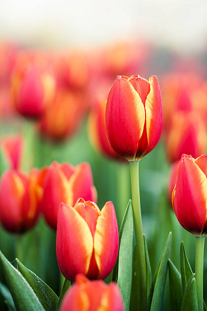 istock Blooming spring flowers tulips in the sunlight 532036242