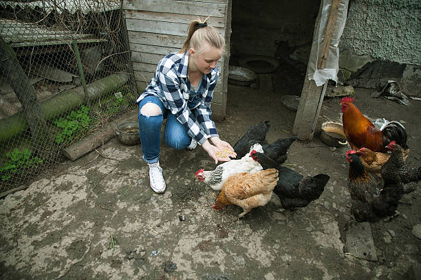 istock Laughing woman feeding big farm chickens and having fun 532038564