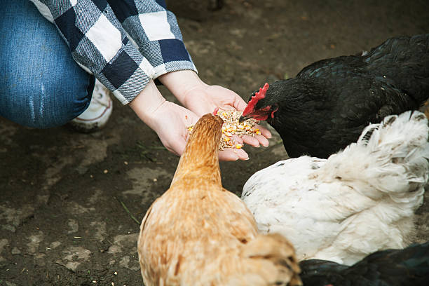 istock chickens eat grain with women's hands 532038600
