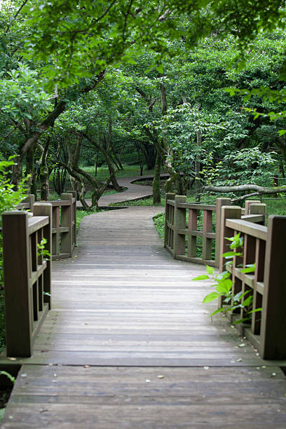istock trails,  jeju Island 532039000