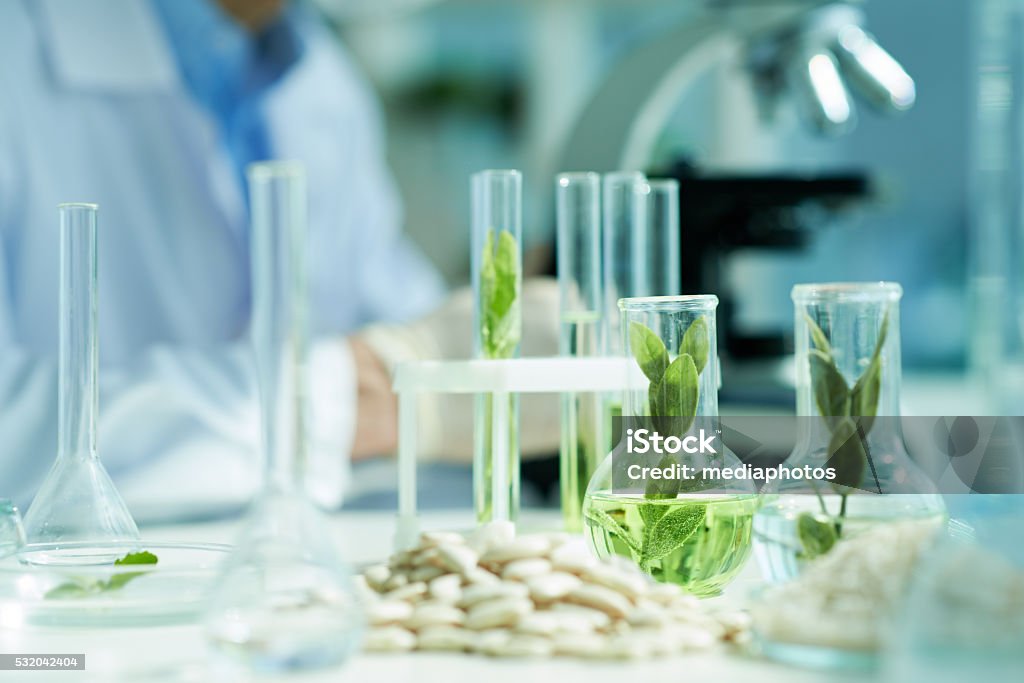Botanical experiments Glassware with green plants in lab Laboratory Stock Photo