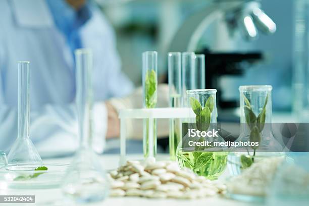 Botanical Experiments Stock Photo - Download Image Now - Laboratory, Science, Plant