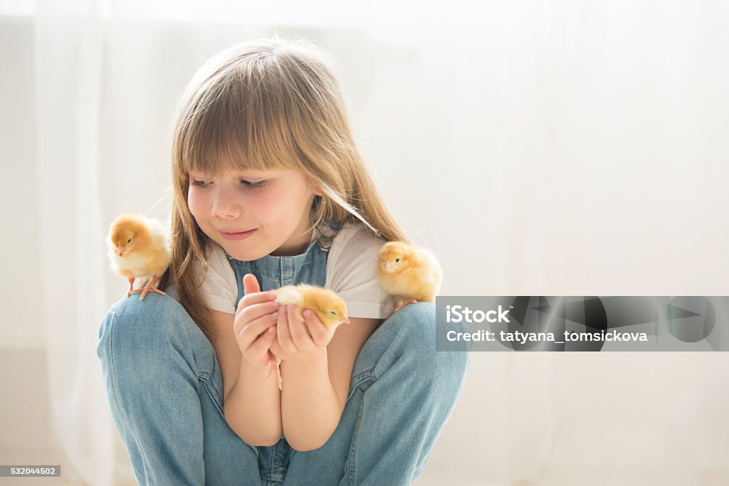 Young beautiful girl, playing with little newborn chick at home Young beautiful girl, playing with little newborn chick at home, isolated on white Child Stock Photo