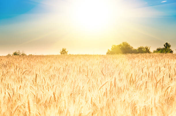 istock Golden ears of wheat 532045358