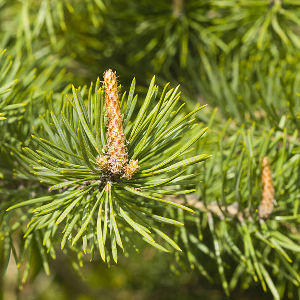 istock Young pine, pinus, shoots macro, selective focus, shallow DOF 532046236