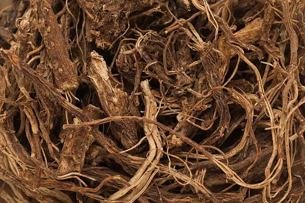 Organic Indian Coleus (Plectranthus barbatus) roots. Macro closeup background texture.