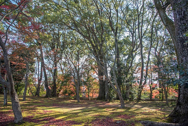 istock view of maple tress in a park 532048192