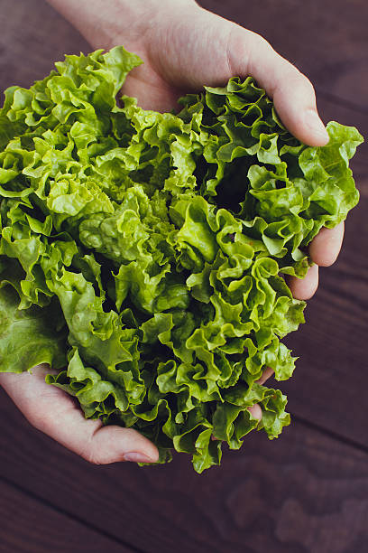 istock Lettuce on man's hands on a dark wooden background 532048226